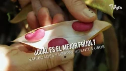 Which is the BEST Bean? Varieties and Surprising Uses - TvAgro by Juan Gonzalo Angel