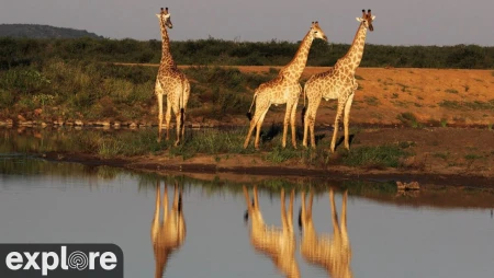 Tau Game Lodge Waterhole , South Africa